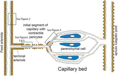 Endothelial Ion Channels and Cell-Cell Communication in the Microcirculation